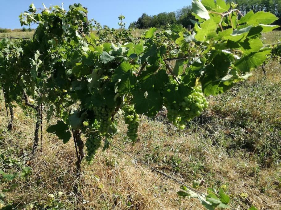 Oasi Di Mastarone - Il Vino E Le Rose Vila Momperone Exterior foto